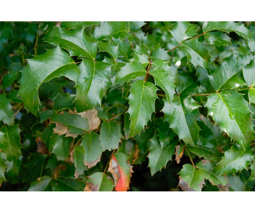 Oregon Grape